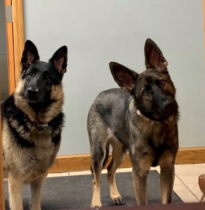 for the dogs 'Remi and Delta'